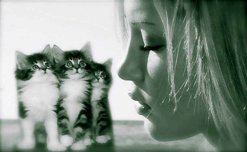 Three Kittens and Woman
