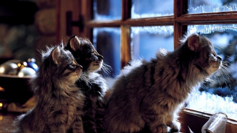 Three Kittens by Window — Brown, Calm, Winter, Photograph, Snow