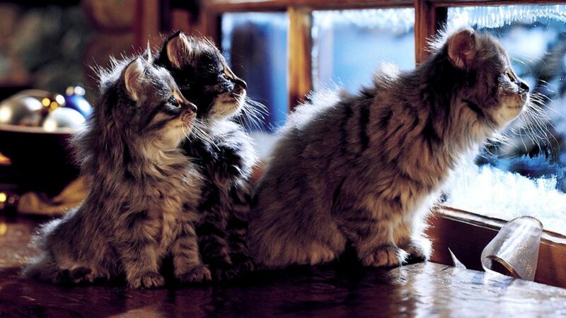 Three Kittens by Window — Brown, Calm, Winter, Photograph