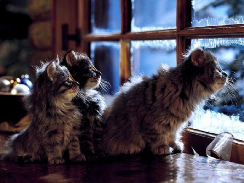 Three Kittens by Window — Brown, Calm, Winter