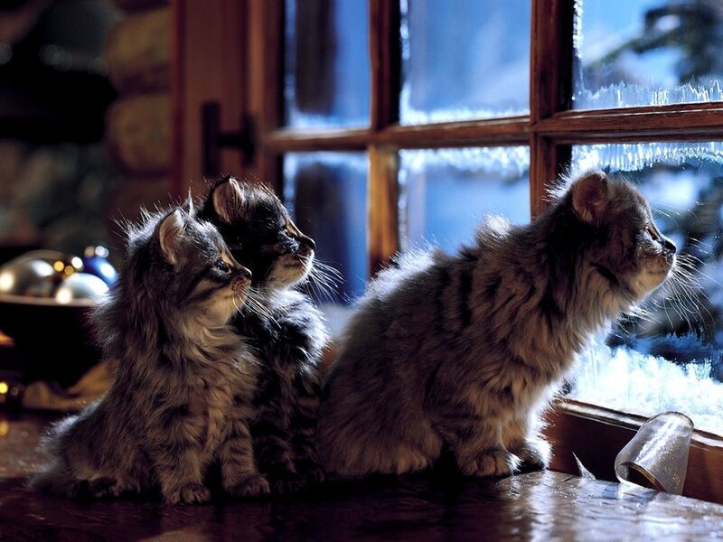 Three Kittens by Window