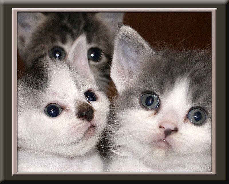 three kittens close-up