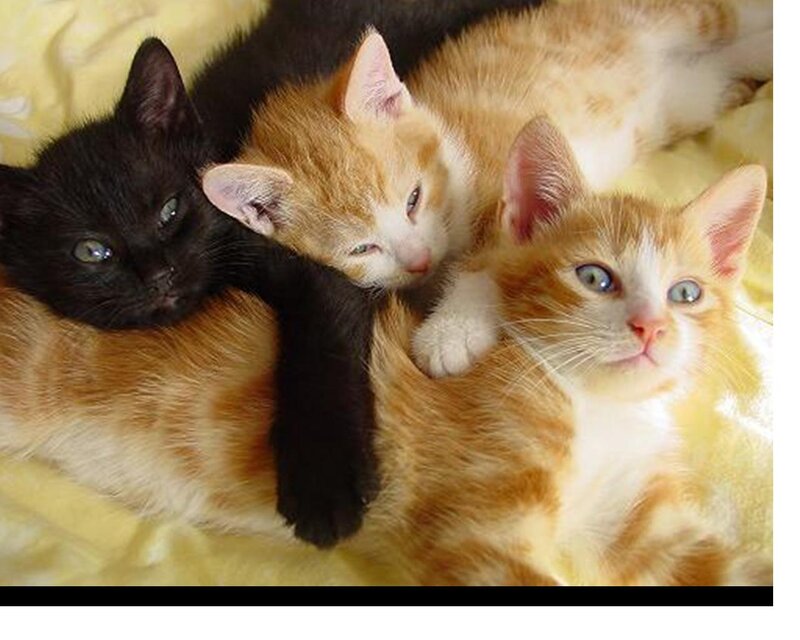 Three Kittens Cuddling