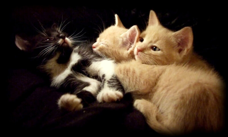 Three kittens cuddling together
