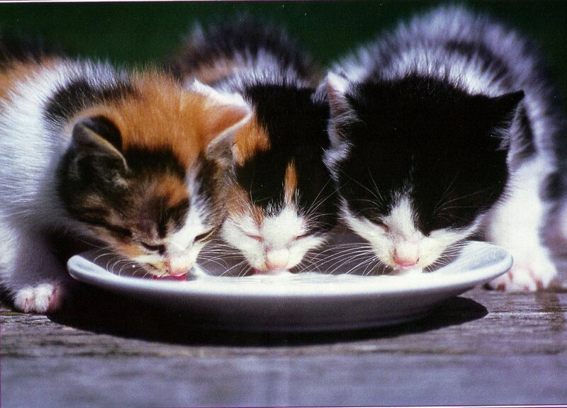 Three Kittens Drinking — Black