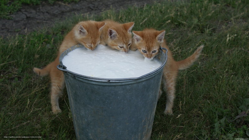 Three Kittens Drinking Milk — Orange, Calm