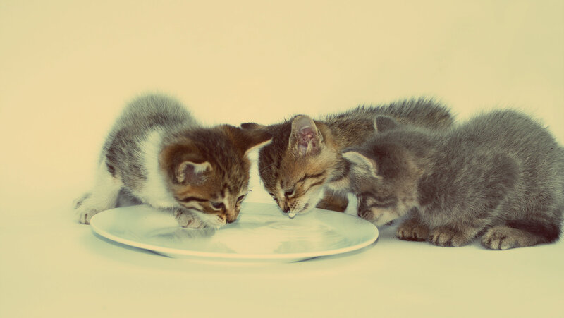 Three Kittens Drinking — White