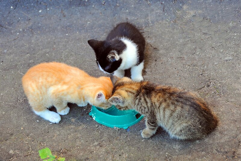 Three Kittens Eating — Orange