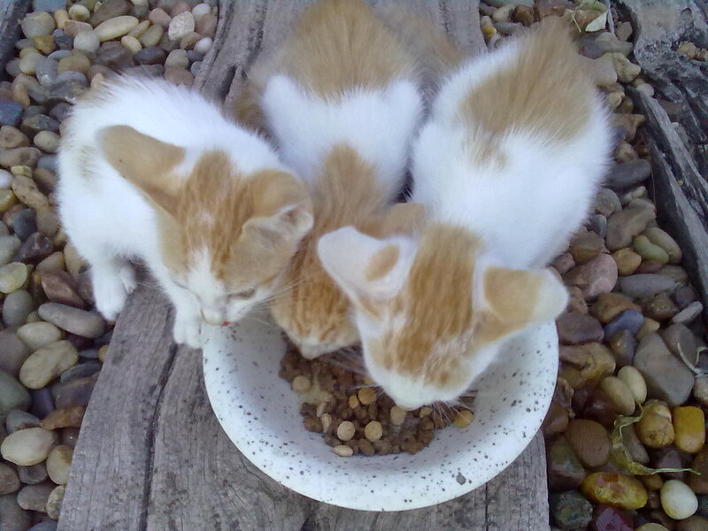 Three Kittens Eating