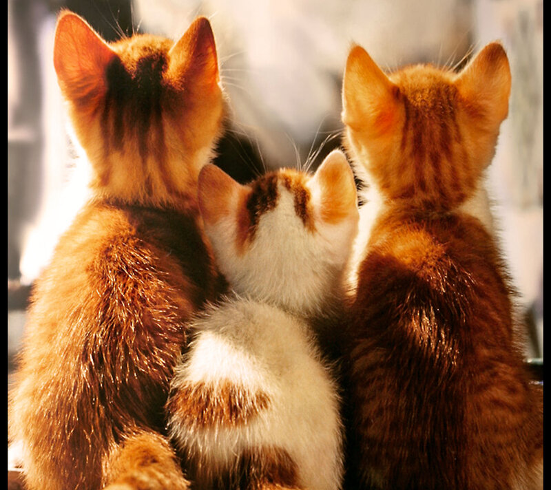 Three Kittens from Behind
