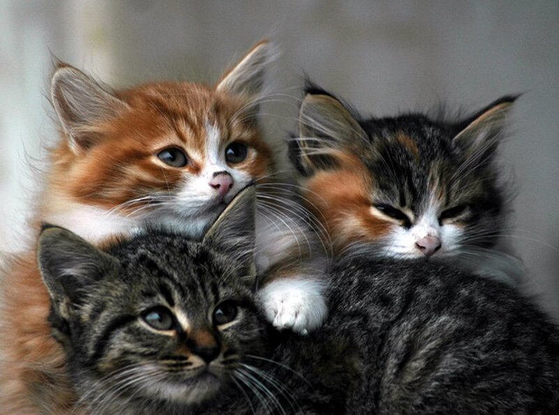 Three Kittens Huddled