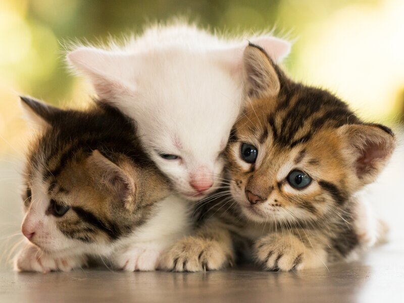 Three Kittens Huddled — White, Calm, Photograph, Floor