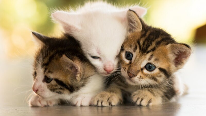 Three Kittens Huddled — White, Calm, Photograph