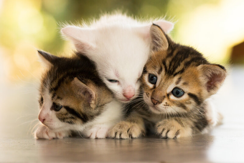 Three Kittens Huddled — White, Calm
