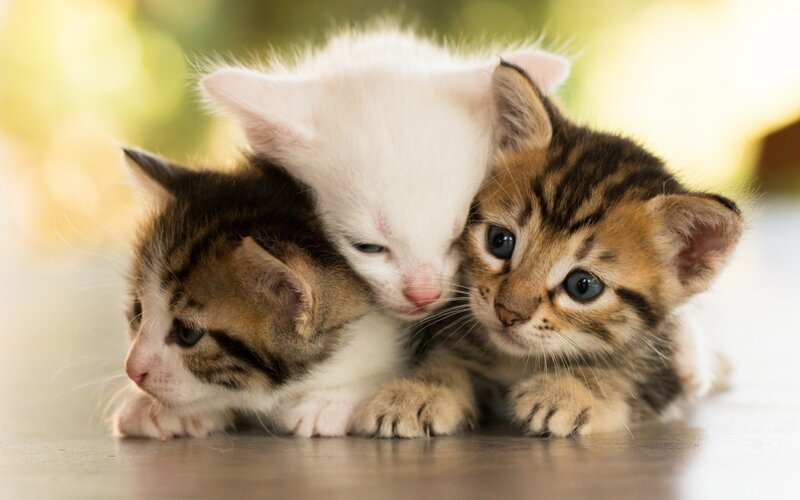 Three Kittens Huddled — White
