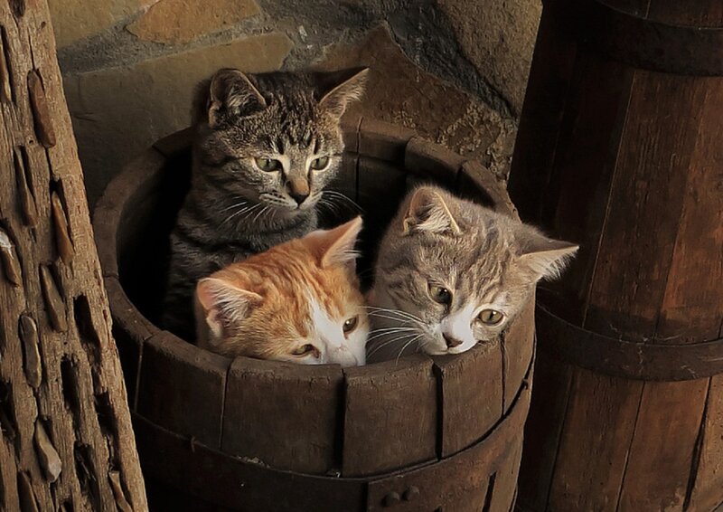 Three Kittens in a Barrel