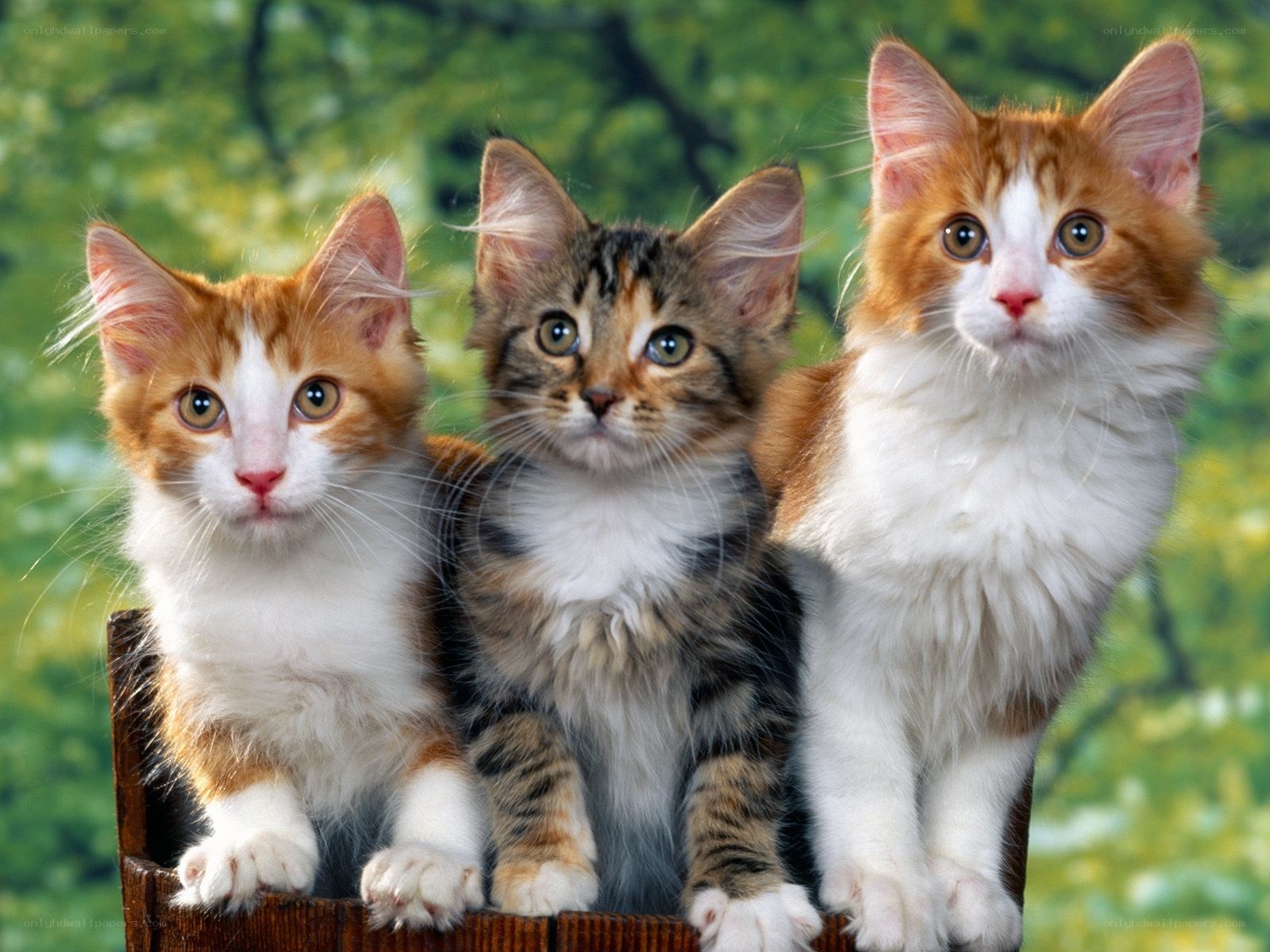 Three kittens in a basket