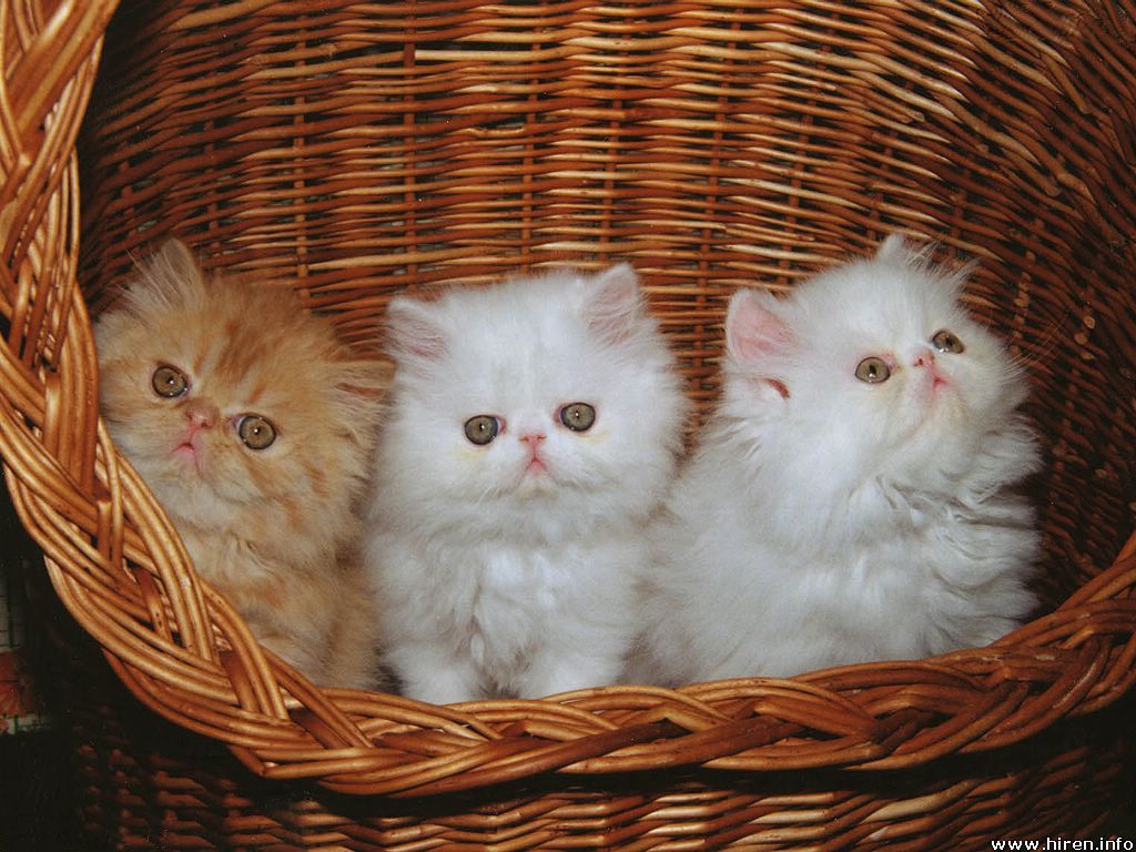 Three kittens in a basket