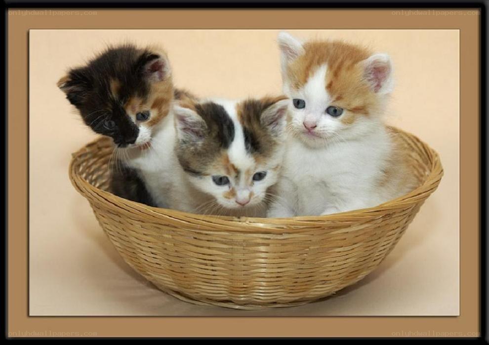 Three kittens in a basket