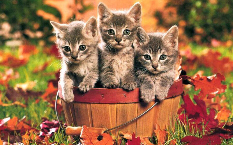 three kittens in a basket