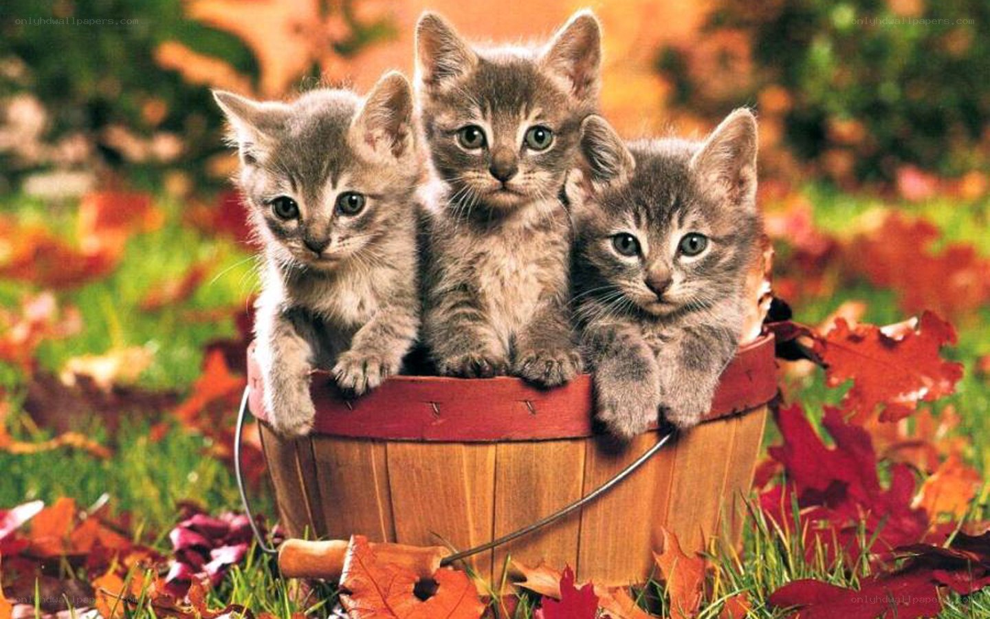 three kittens in a basket
