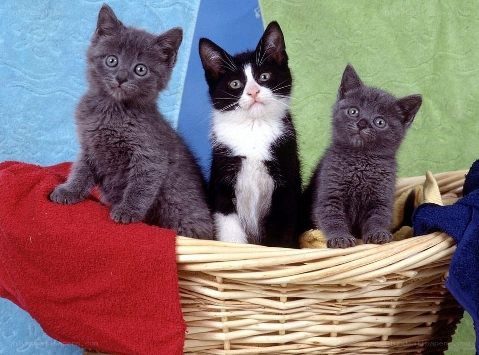 Three kittens in a basket