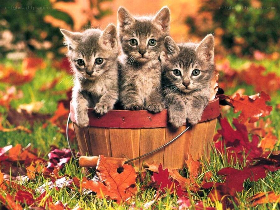 Three kittens in a basket