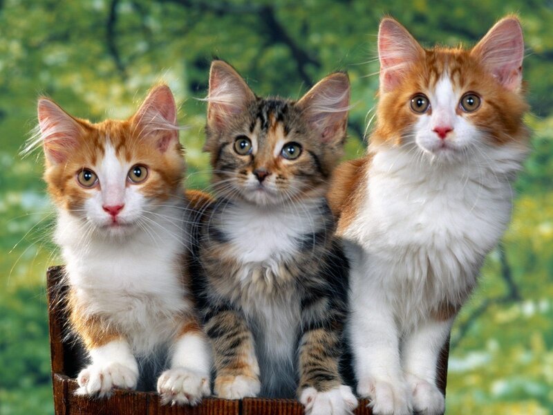 Three kittens in a basket