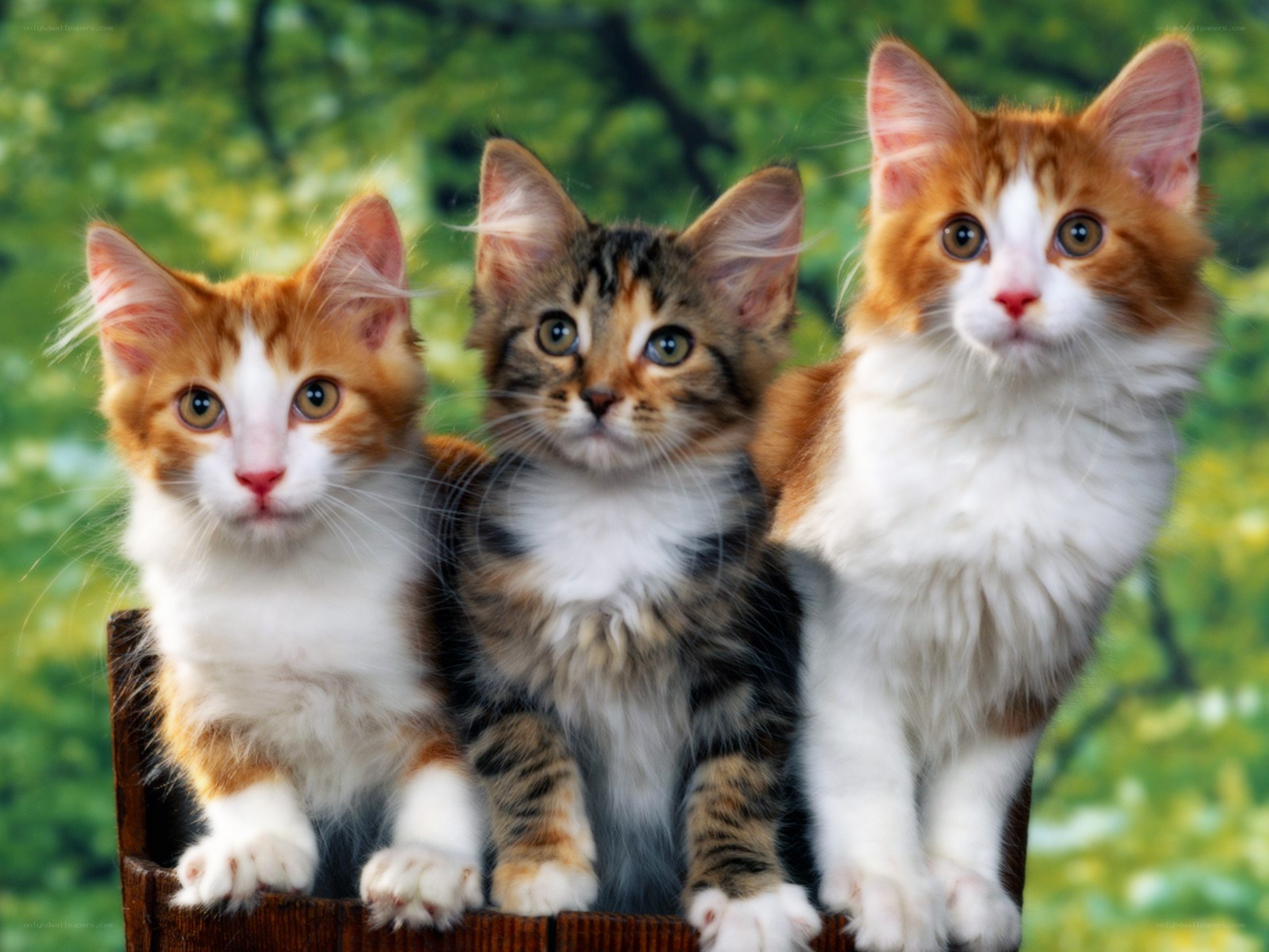 three kittens in a basket