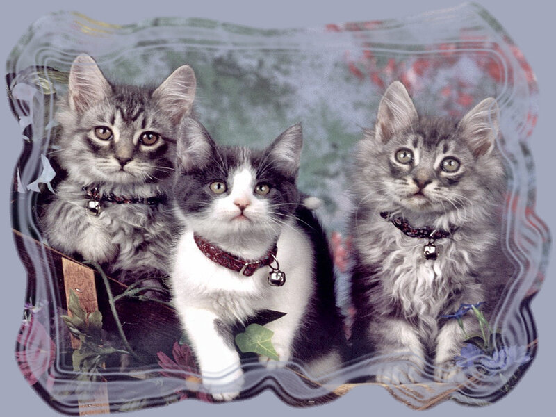 Three Kittens in a Basket — Gray, Calm