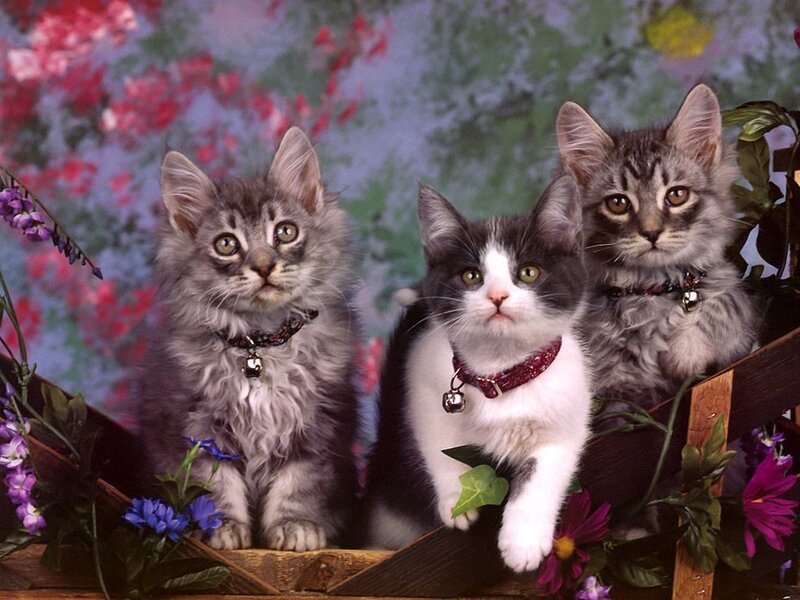 Three Kittens in a Basket — Gray