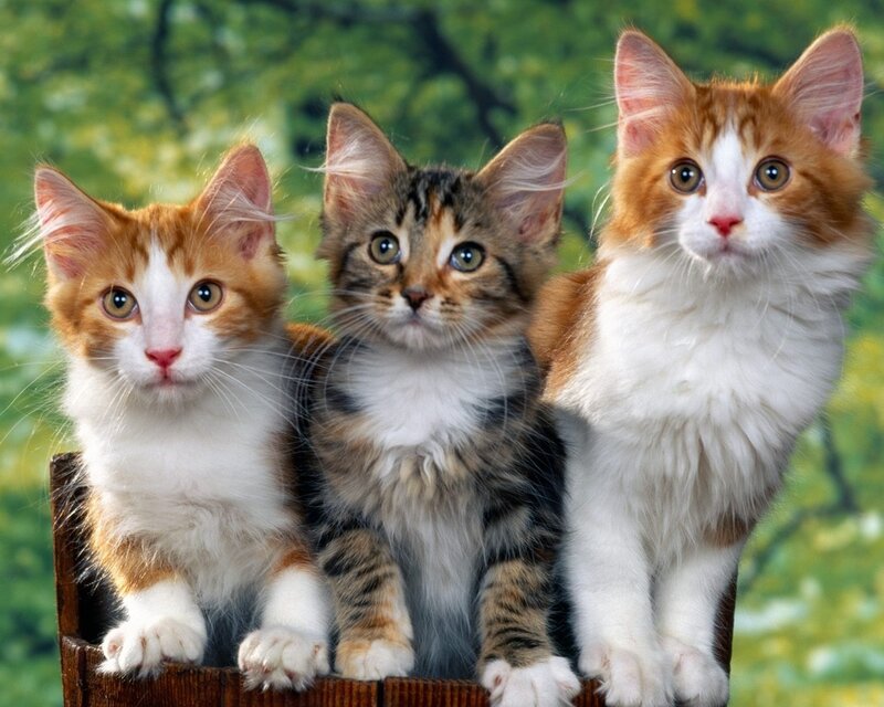 Three Kittens in a Basket — White