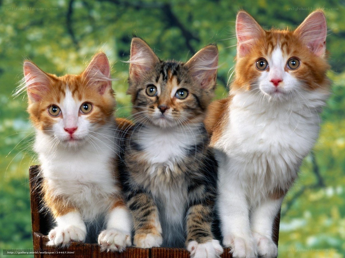 three kittens in a basket