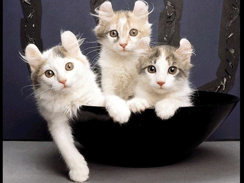 Three Kittens in a Bowl