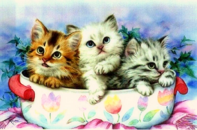 Three Kittens in a Bowl — White, Calm