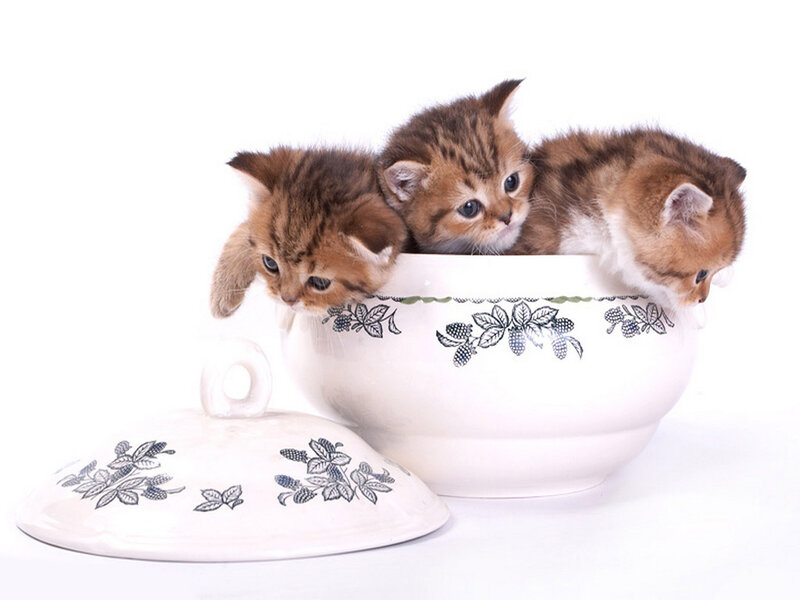 Three Kittens in a Bowl — White