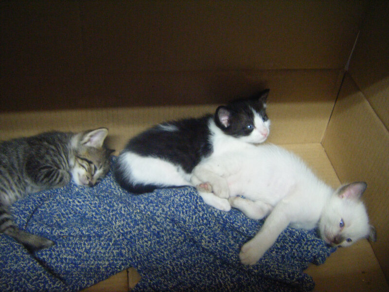 Three kittens in a box