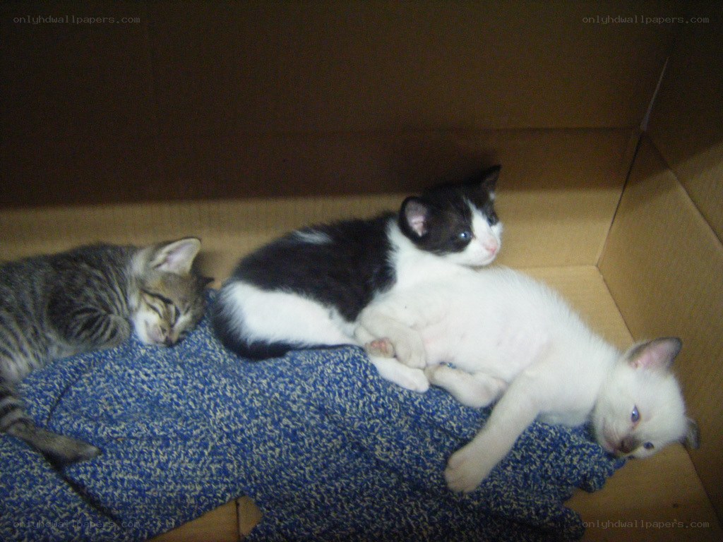 Three kittens in a box