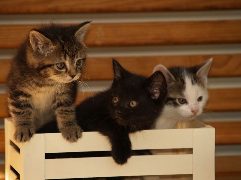 Three Kittens in a Box — Black