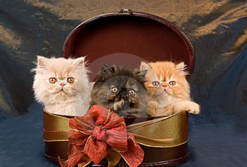 Three Kittens in a Box — Brown, Calm, Photograph