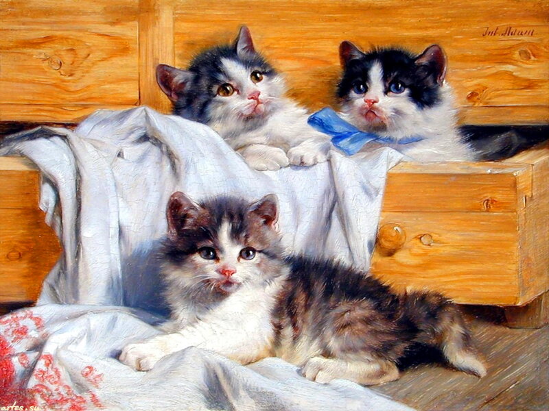 Three Kittens in a Box — Brown, Calm