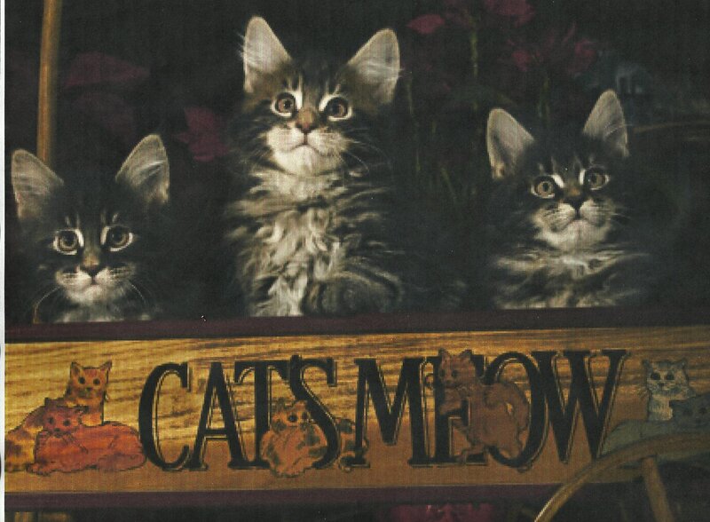Three Kittens in a Box — Brown, Curious