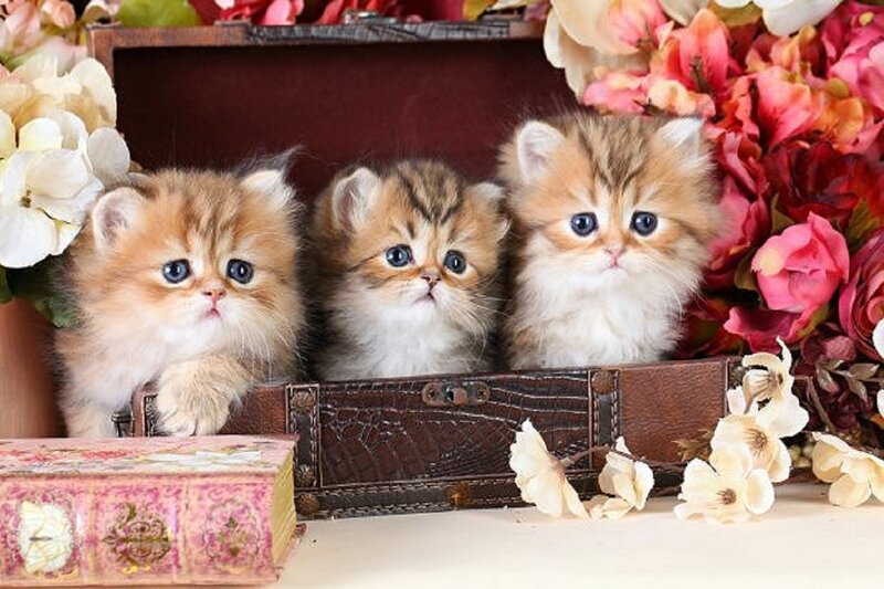 Three Kittens in a Box — Brown, Cute, Photograph, Flowers