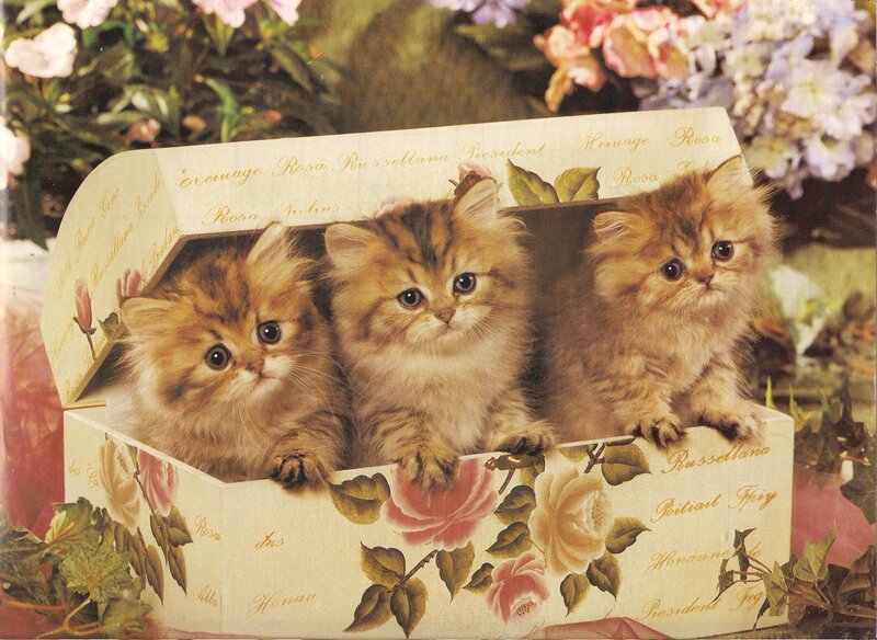 Three Kittens in a Box — Brown, Cute, Photograph