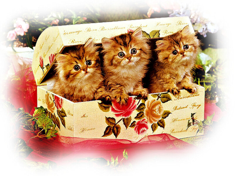 Three Kittens in a Box — Brown, Cute