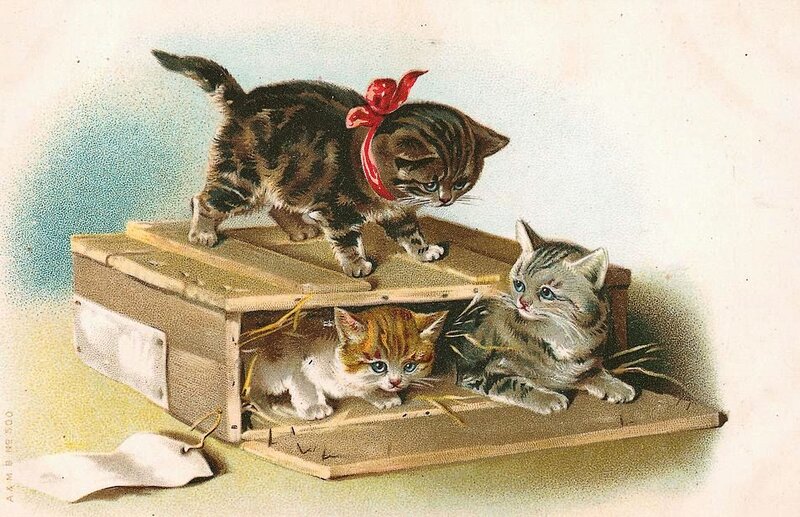 Three Kittens in a Box — Brown