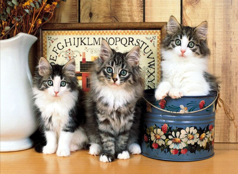 Three Kittens in a Bucket — Brown
