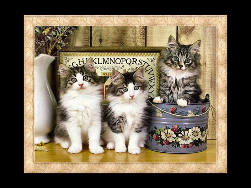 Three Kittens in a Bucket