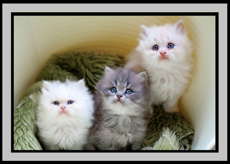 Three Kittens in a Bucket — White, Calm