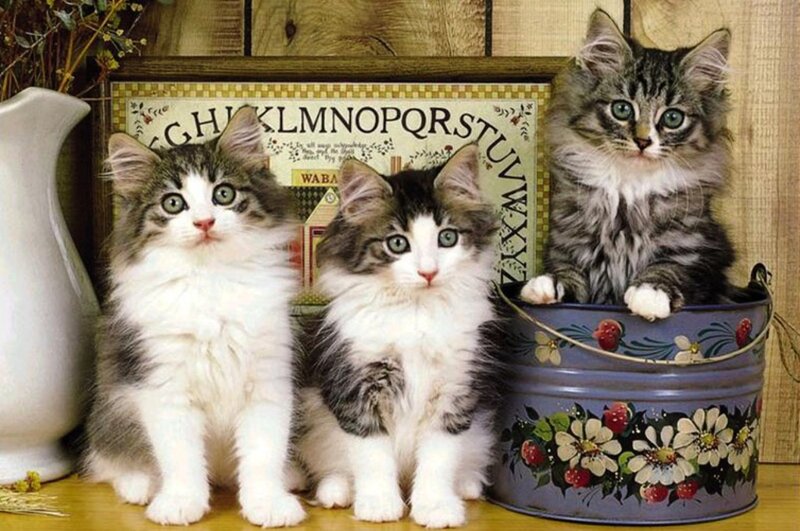 Three Kittens in a Bucket — White
